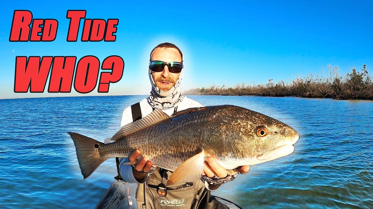 Red Tide Ep. 2 Monster Redfish And Snook!