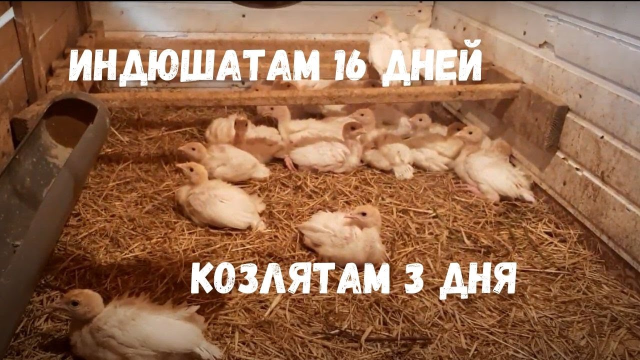 Индюшатам Хайбрид Конвертер 16 дней | Козляткам 3 дня