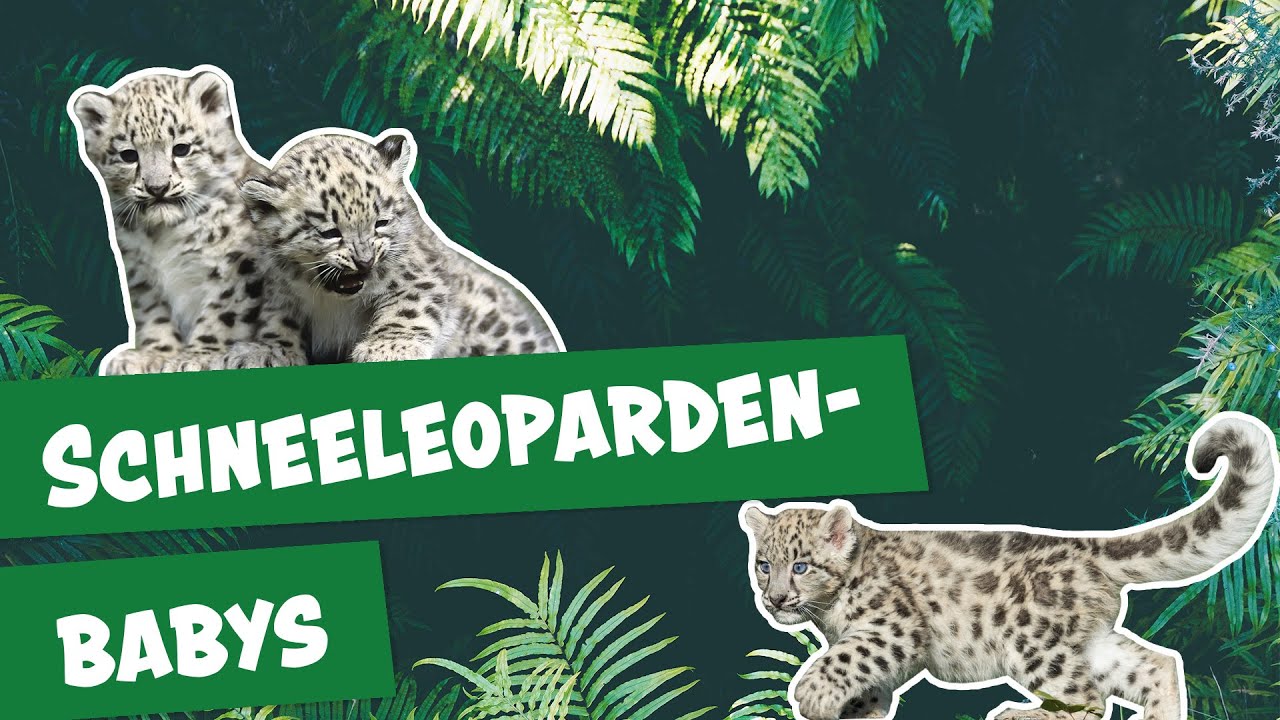 Wie läuft die Geburt bei Schneeleoparden ab? | Panda, Gorilla & Co.
