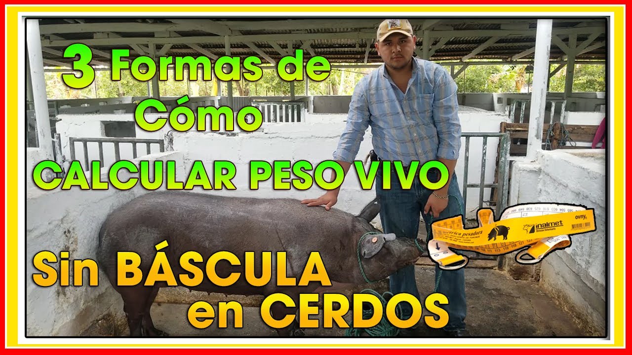 CERDOS cómo Calcular el peso vivo aproximado SIN BASCULA ǀ Ing. Jannin Hernández Blandón