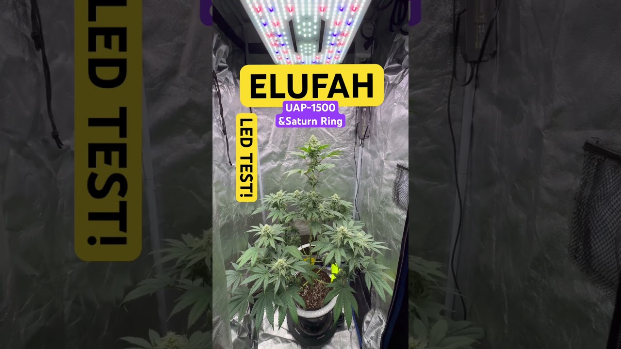 ELUFAH UAP-1500 & Saturn Ring- LED TEST!