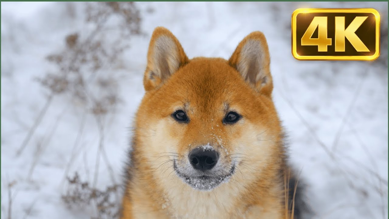 Animal in 4K Dog