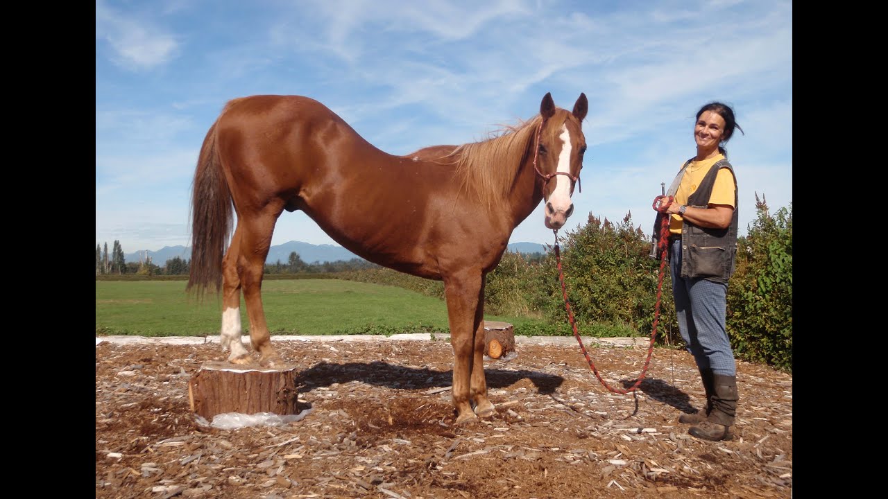 Fitnesstraining - Geniales Postament
