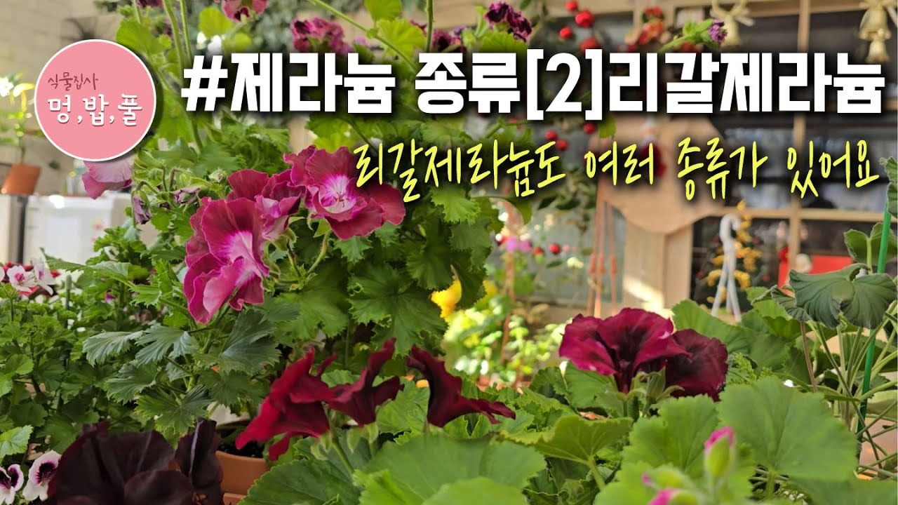 제라늄 종류 [2]리갈제라늄 #2025정리 #리갈제라늄 #센티드제라늄 #향제라늄 #엔젤제라늄