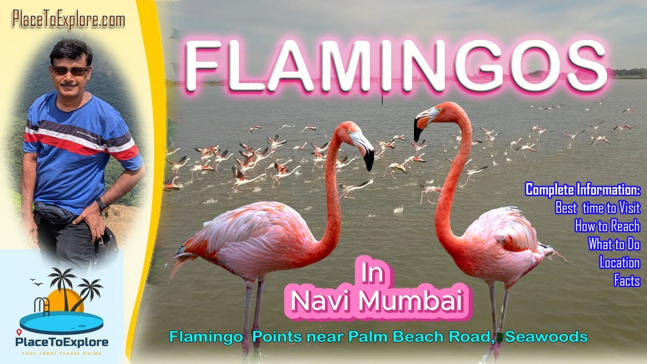 Flamingo Watch Point in Navi Mumbai | Seawoods Flamingo Point | Karave Flamingo Point | PalmBeach Rd