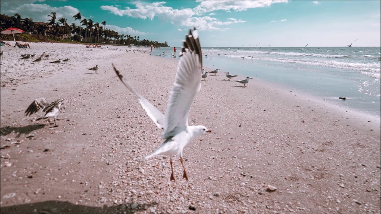 Seagull Beach Sound Effect | Free Sound Clips | Animal Sounds