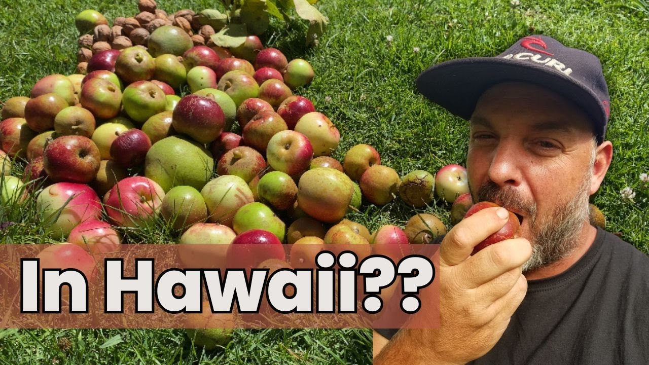 Nobody Thinks These Would Grow in Hawaii