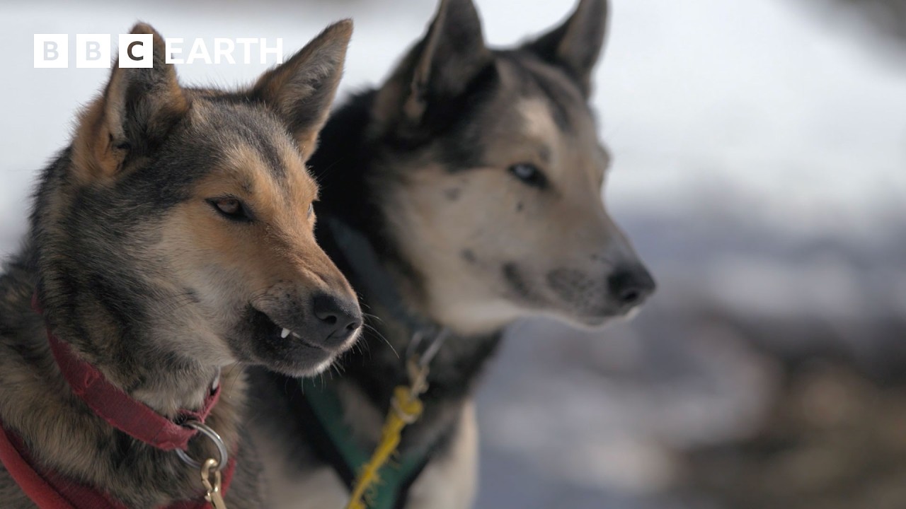 Learning to Lead a Pack of Sled Dogs | Snow Dogs: Into the Wild | BBC Earth