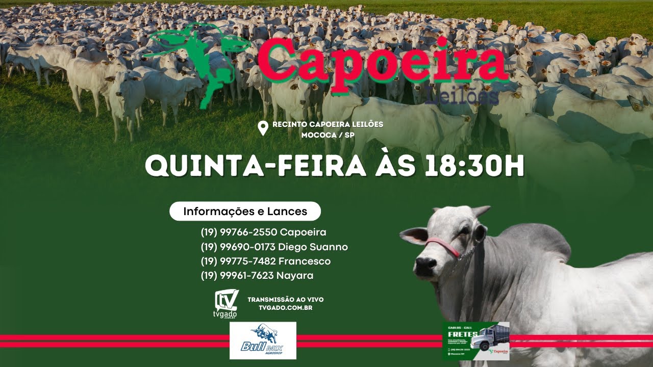 🎥 Leilão Presencial e Virtual Capoeira Leilões - 🎬 tvgado.com.br