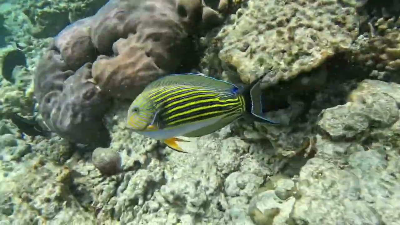 Housereef Dusit Thani part 2