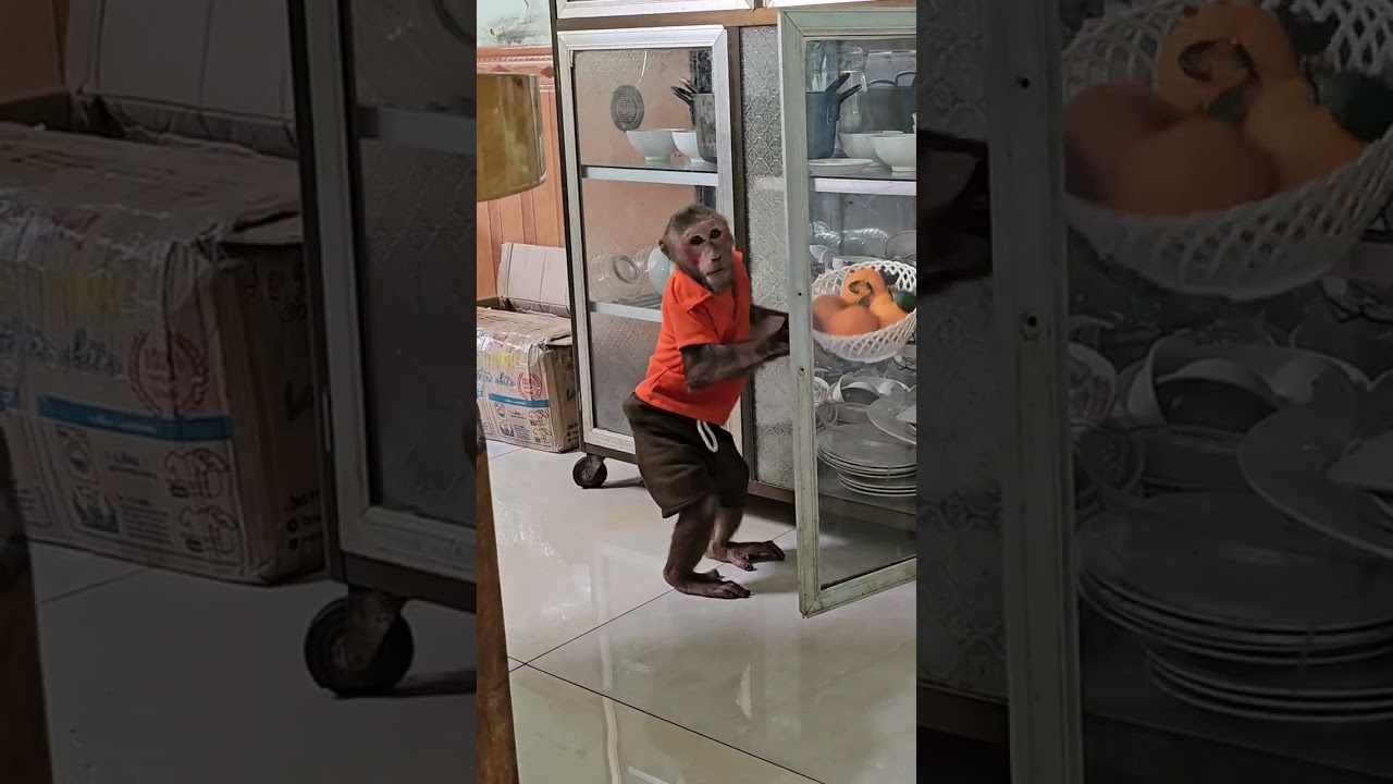 Baby monkey looking at something? #short  #babymonkey #animal
