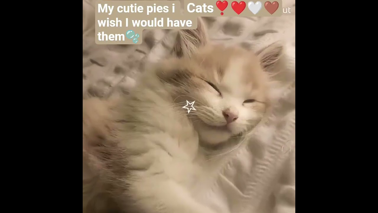 catsssss 🤎❤️🤍❣️❣️my cuta piesss