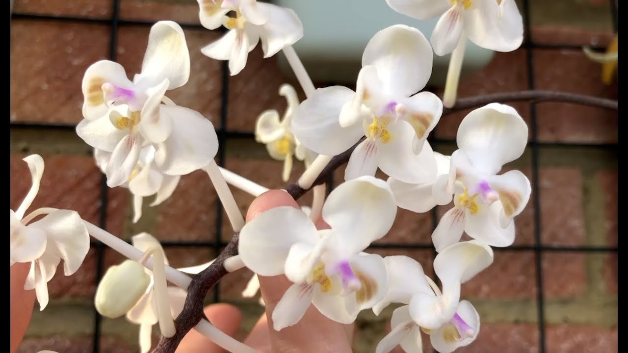 Видовые фаленопсисы. Phal. celebensis