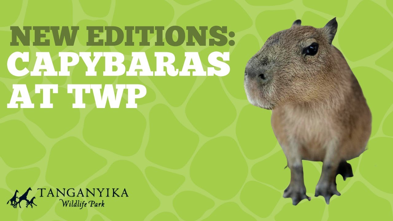 Introducing: Capybaras at Tanganyika Wildlife Park!
