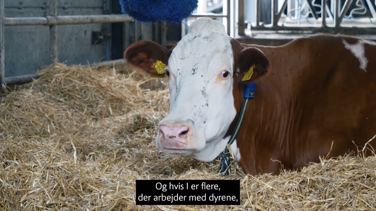 Velfærd i kvægstalden - Behandling af syge og tilskadekomne køer