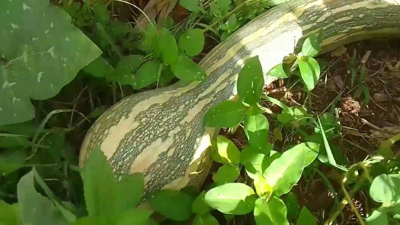 Boa semana todos seguidores família dona Cida linda chácara plantação chow