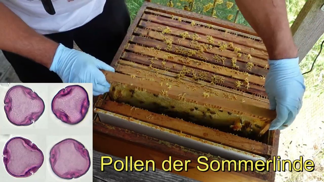 Imkern in der Dadant Beute Teil 28.