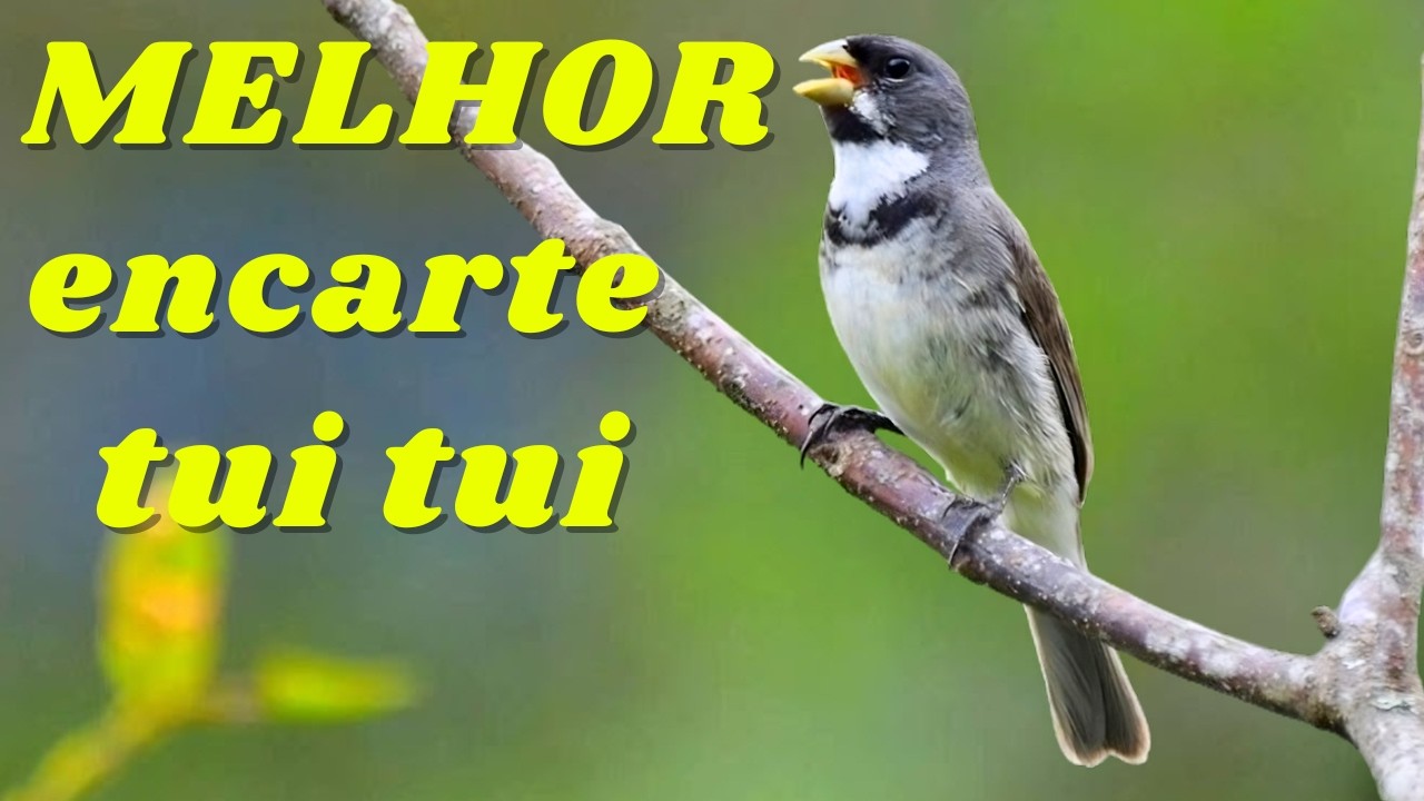 🔴MELHOR TUI TUI PARA ENCARTE🔴🔴 TURBINE SEU PARDO 🔴