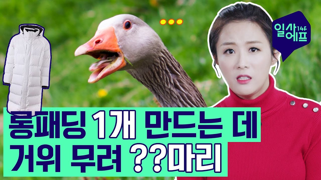 거위 털 뺏지 않고 따뜻하게 겨울 나는 법!