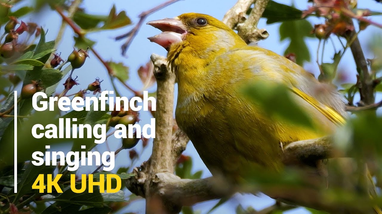 The Greenfinch's Unique Songs & Calls #birds