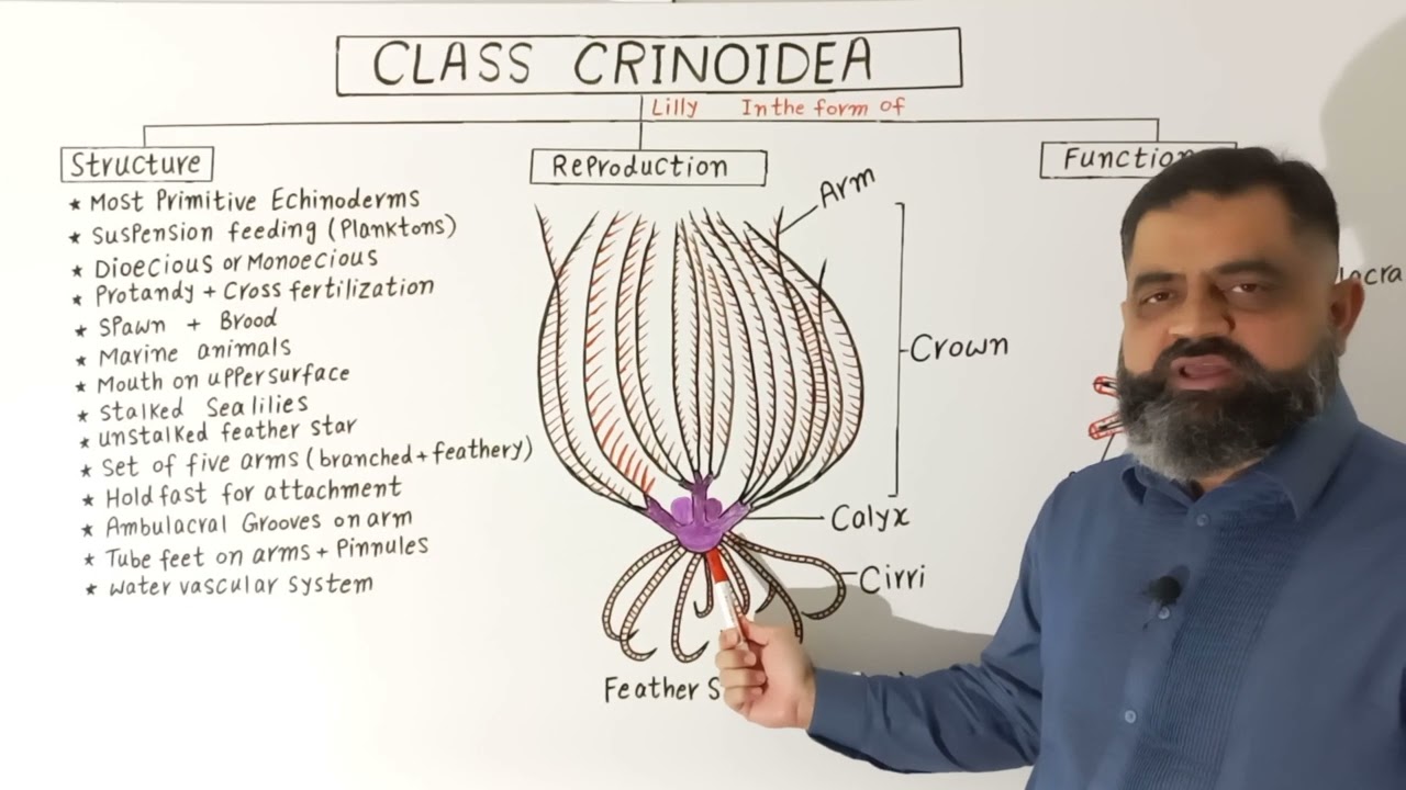 Class Crinoidea Urdu/Hindi medium @prof.masoodfuzail| Phylum Echinodermata | Sea lilies|