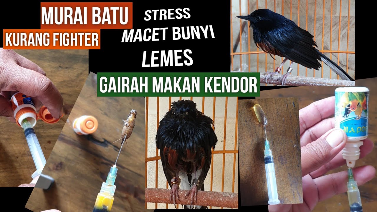 MURAI BATU SAKIT  Lesu,Lemes.,,Nyilet  Nafsu makan Kurang Loncat Loncat Kepala Nekuk Cacingan,