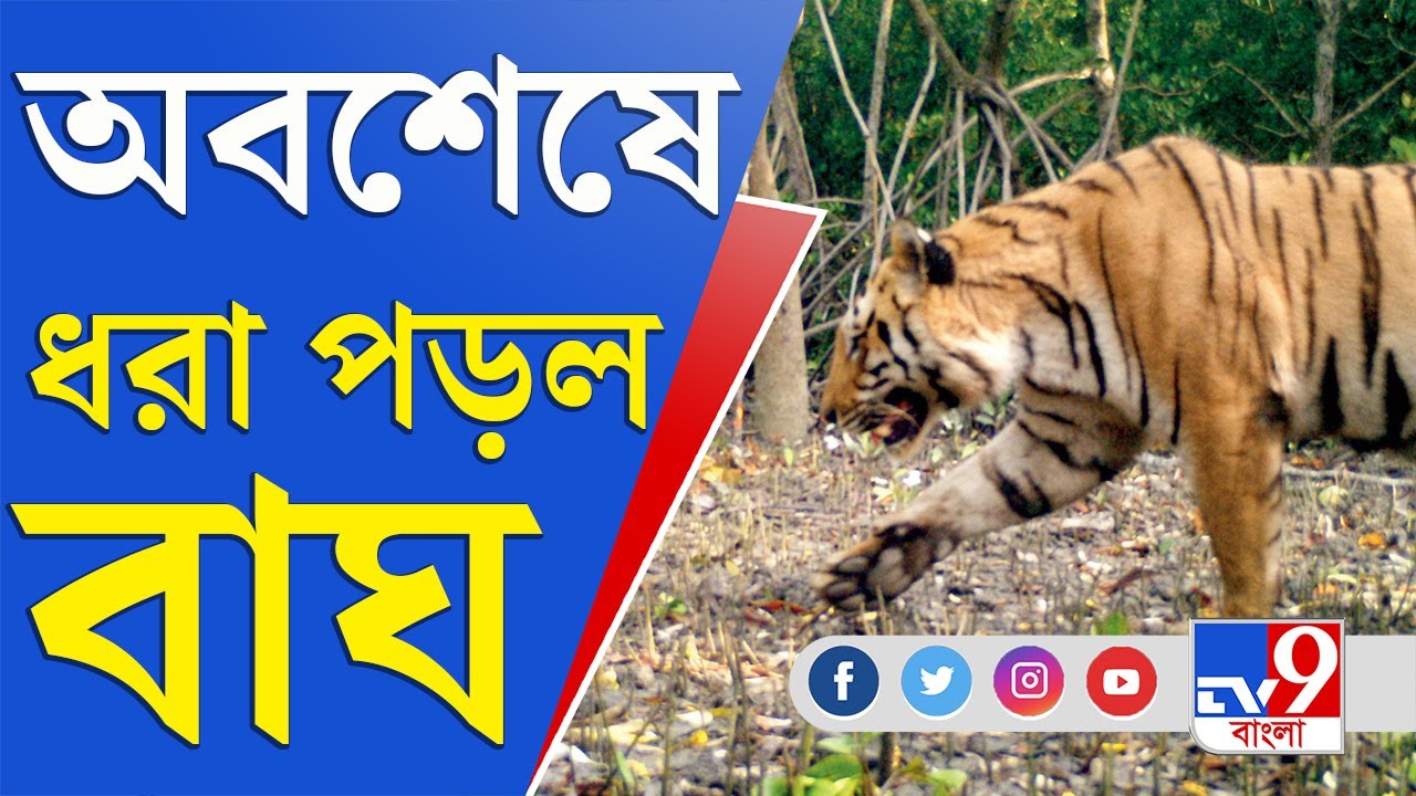 খাঁচাবন্দি রায়দিঘির বাঘ, দেখুন ভিডিয়ো | Raydighi Tiger Captured Video