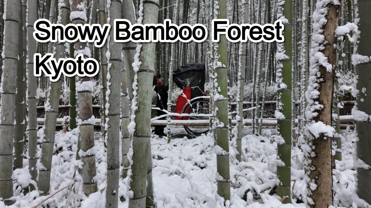 Arashiyama Bamboo Grove in Snow | Silent Kyoto Walk (4K Natural Sounds)
