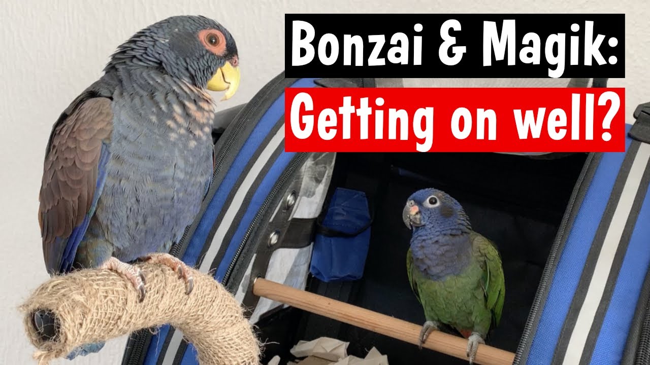 Bonzai & Magik: One year together! ( Bronzewing Pionus & Blue Headed Parrot )