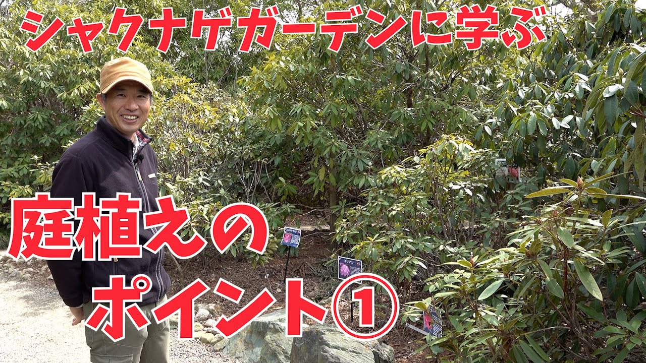 【シャクナゲ】シャクナゲガーデンに学ぶ庭植えのポイント①【赤塚植物園農場だより】