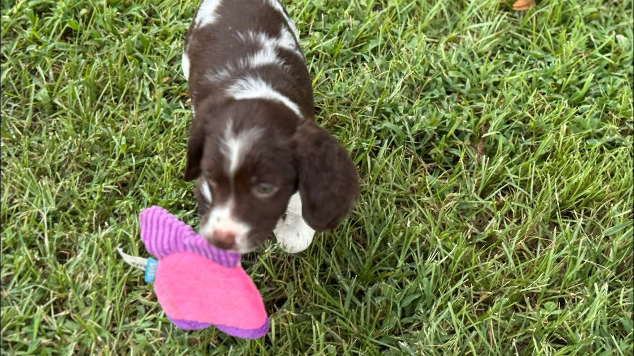 Brittany puppies socializing with different toys