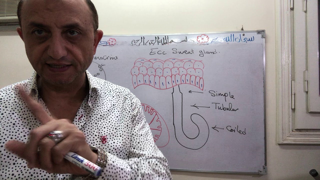 Skin -Sweat gland