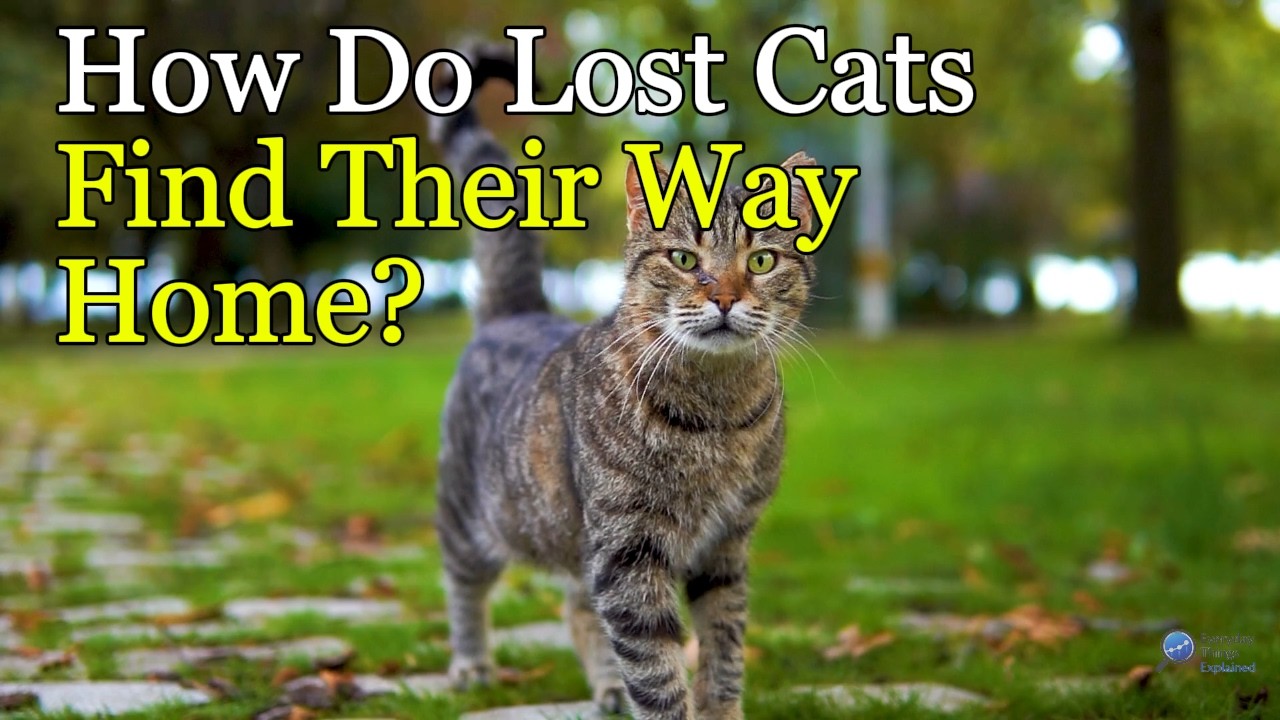 Why Your Cat Knows the Way Home Better Than You?