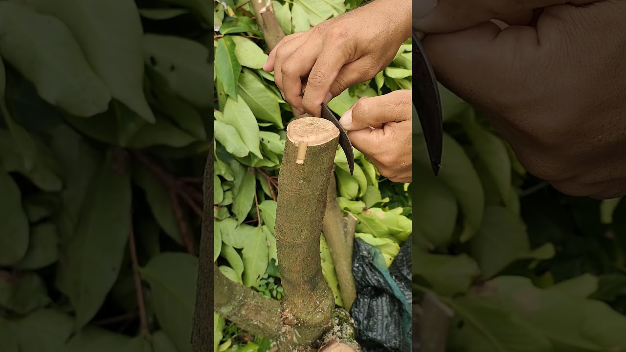 Cara Okulasi Sambung Sisip pada tanaman jambu air berbatang besar Ep 2