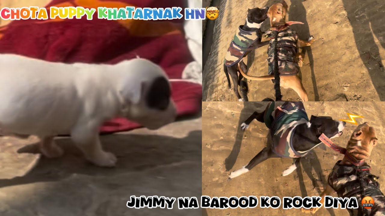 Jimmy ke Barood ka sat fight hona bach gaye 😱@NikhilPetHouse 