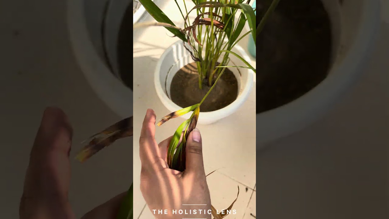 Pruning my Nursery Areca Palm 🫰🏻 