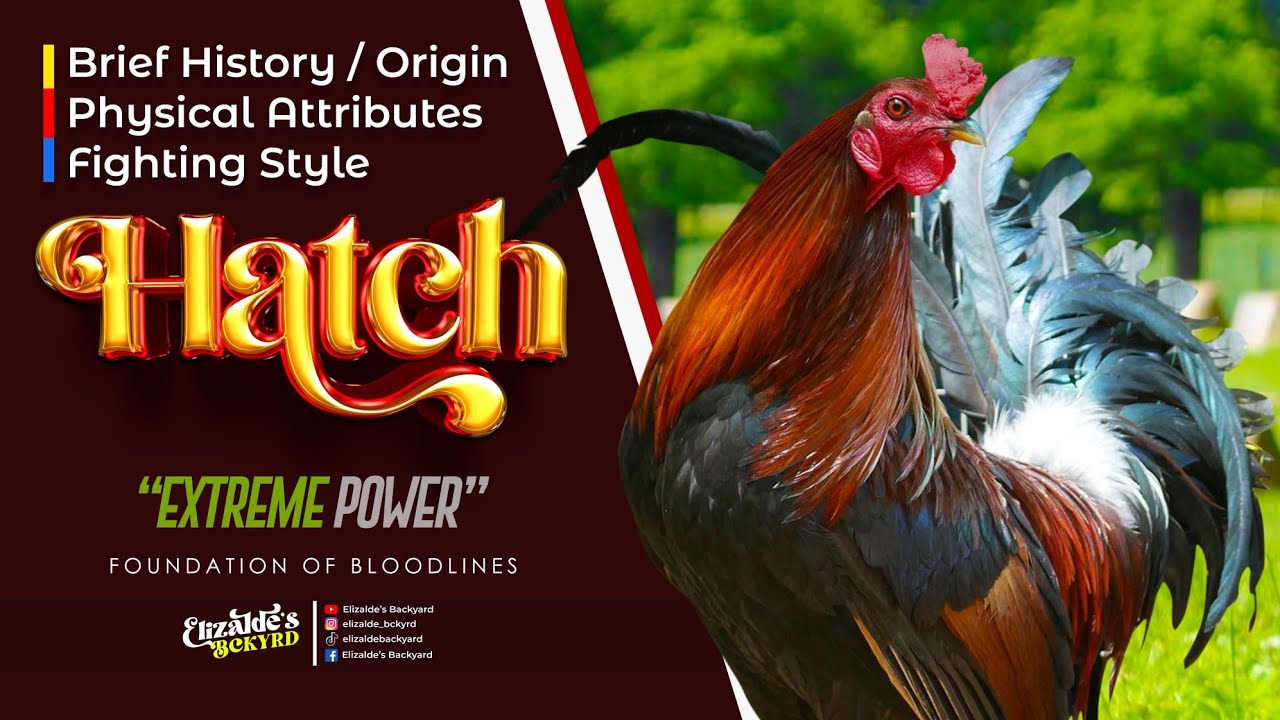 HATCH | Usapang Bloodlines