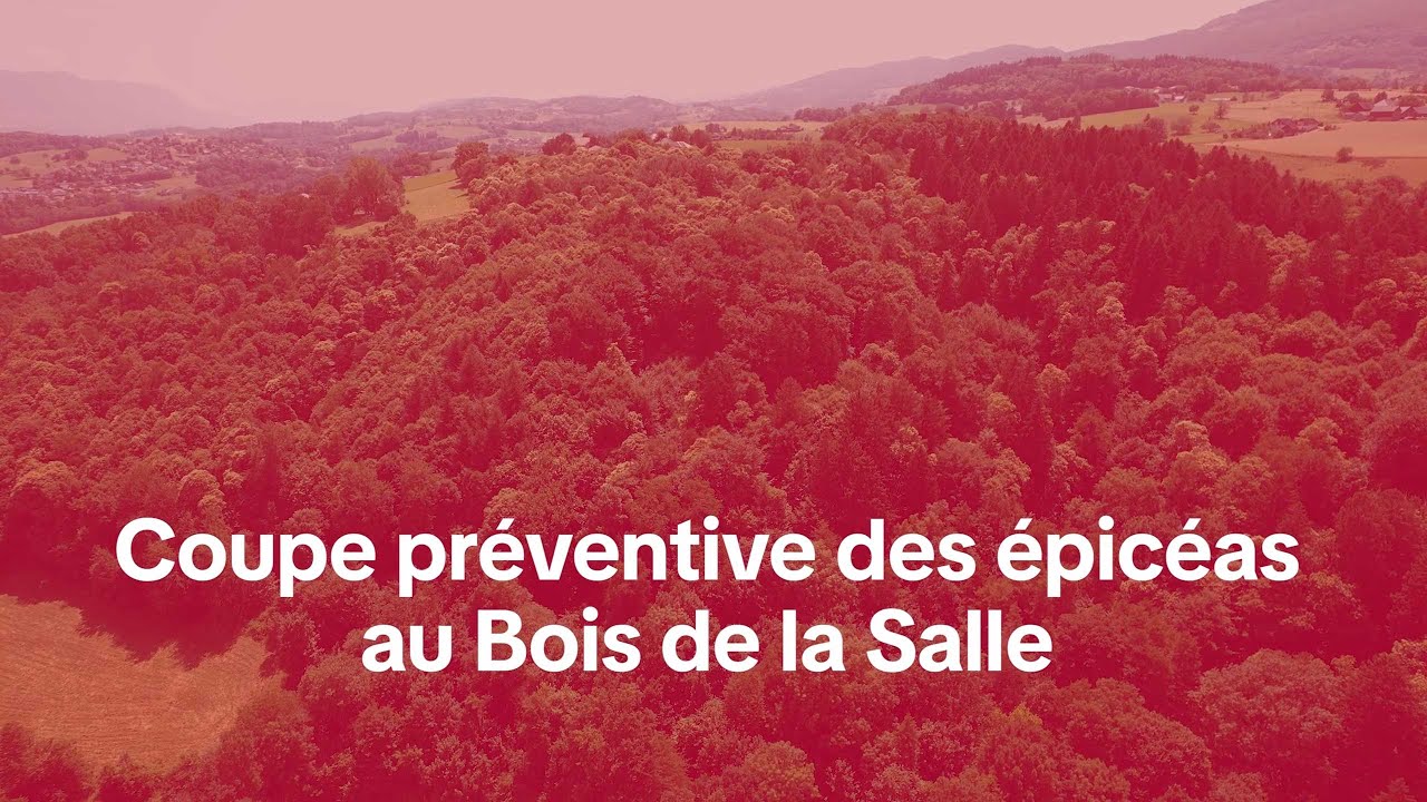 Coupe préventive des épicéas au Bois de la Salle