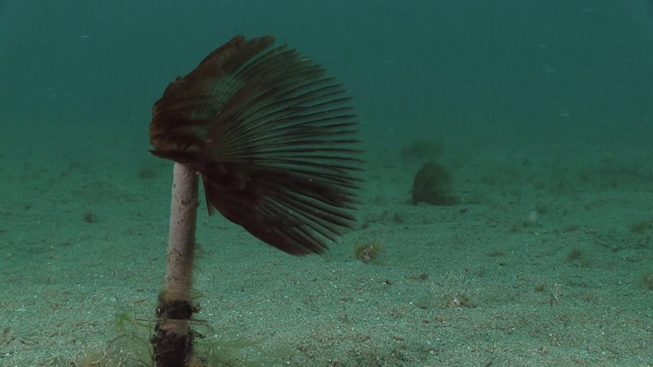 Peacock tube worm (Sabella pavonina), with tentacles moving in the current, Channel Islands, UK