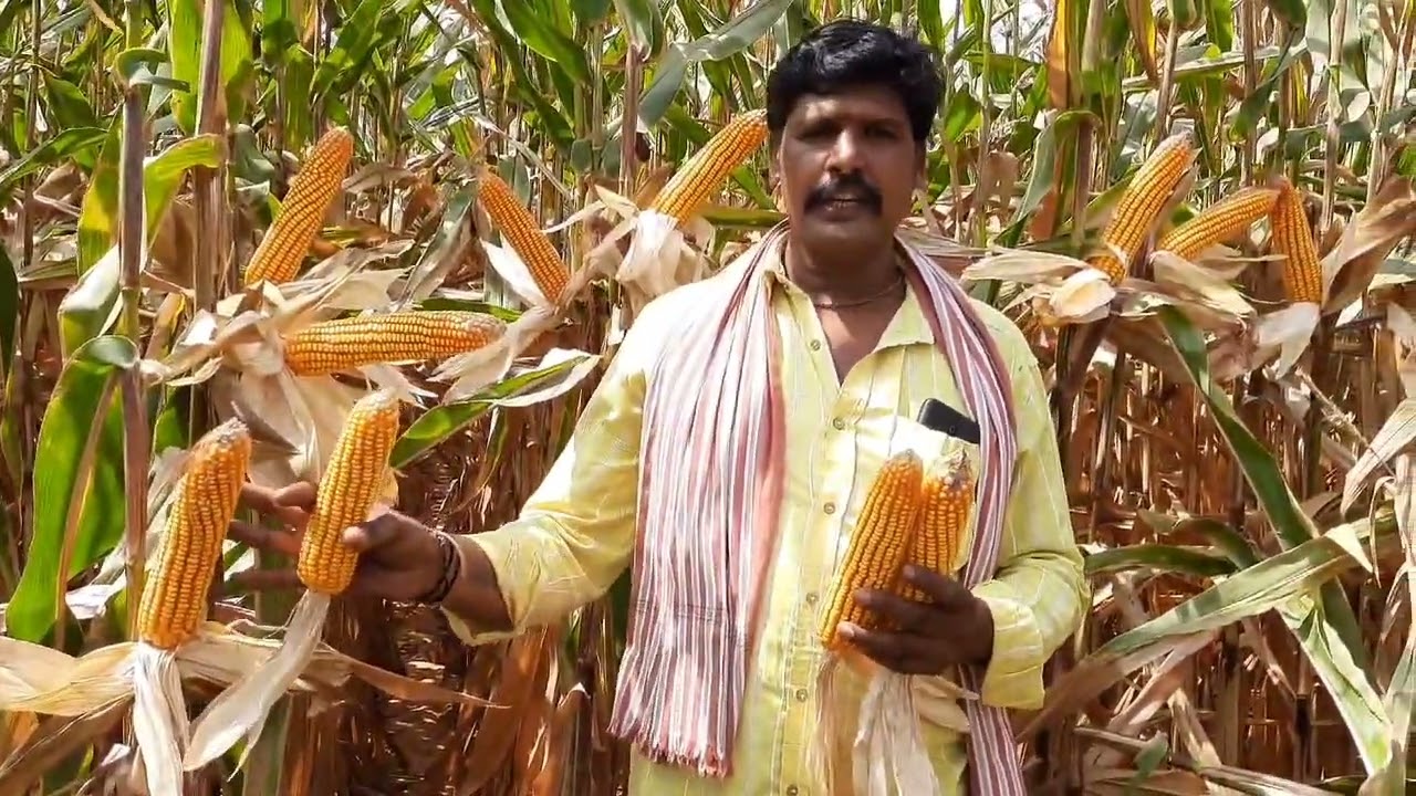 Dekalb 9217 – потрясающие результаты даже в условиях недостатка воды | Bayer Crop Science India (...