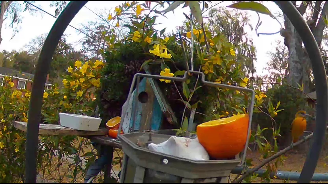 Birds eat oranges