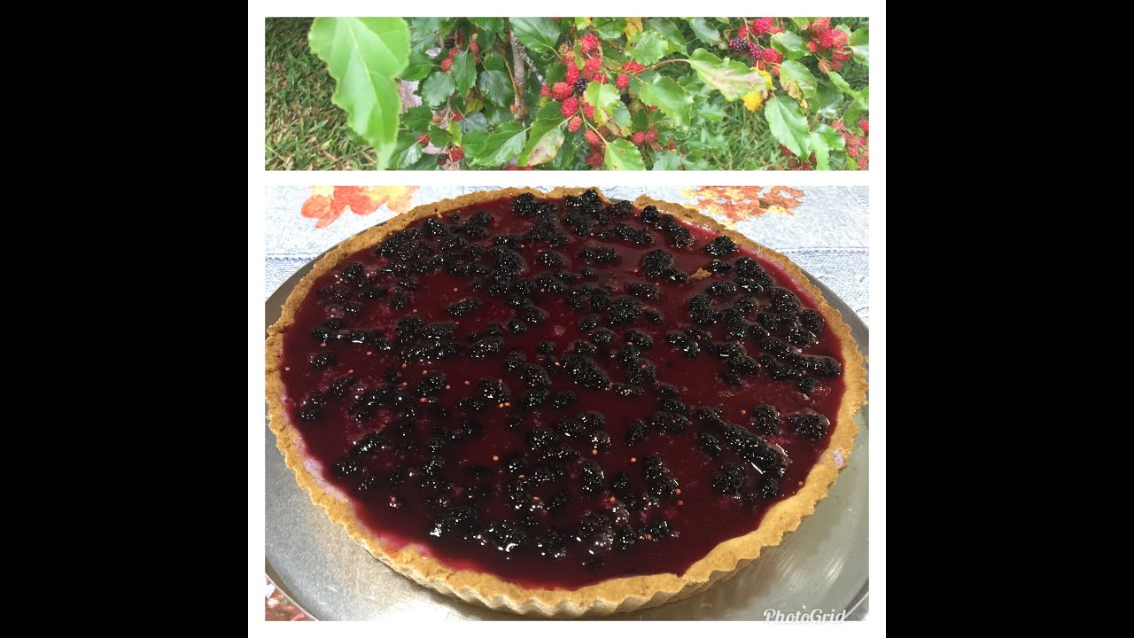 Torta fácil de Amora feita com frutas  fresquinhas colhidas na hora  torta fácil de amora