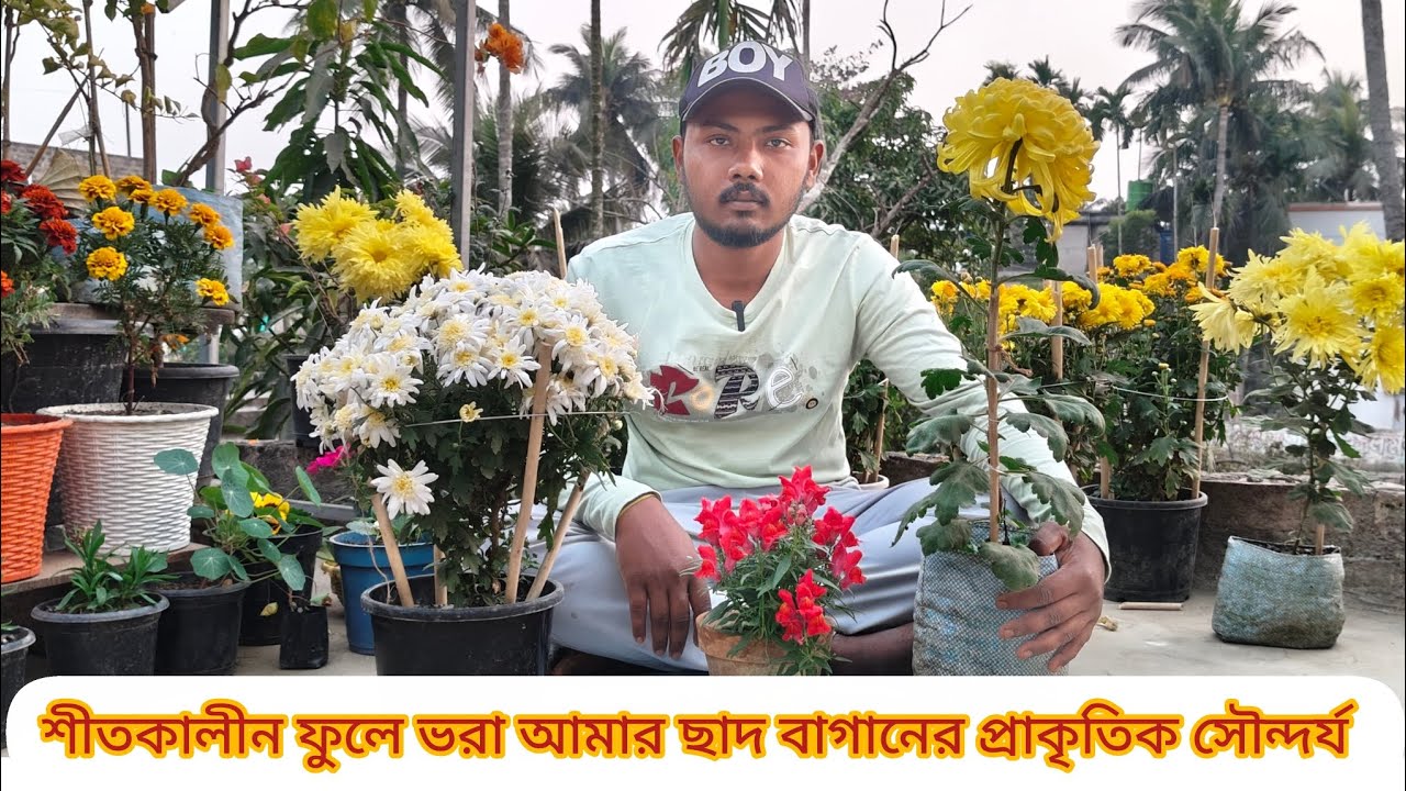 ঘুরে দেখা আমার ছাদ বাগানের শীতকালীন ফুলে ভরা প্রাকৃতিক সৌন্দর্য # শীতকালীন ফুল গাছের পরিচর্যা # yt