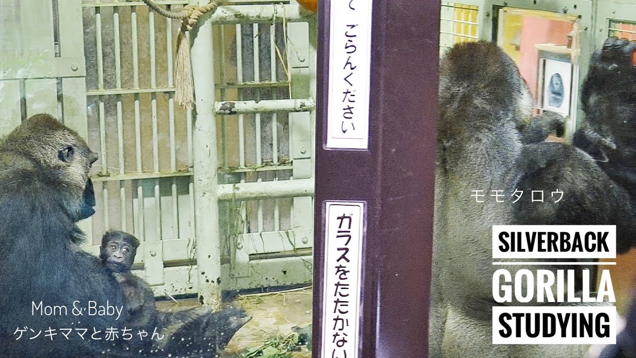 Baby Gorilla is Curious about the Silverback training | Kyoto Zoo