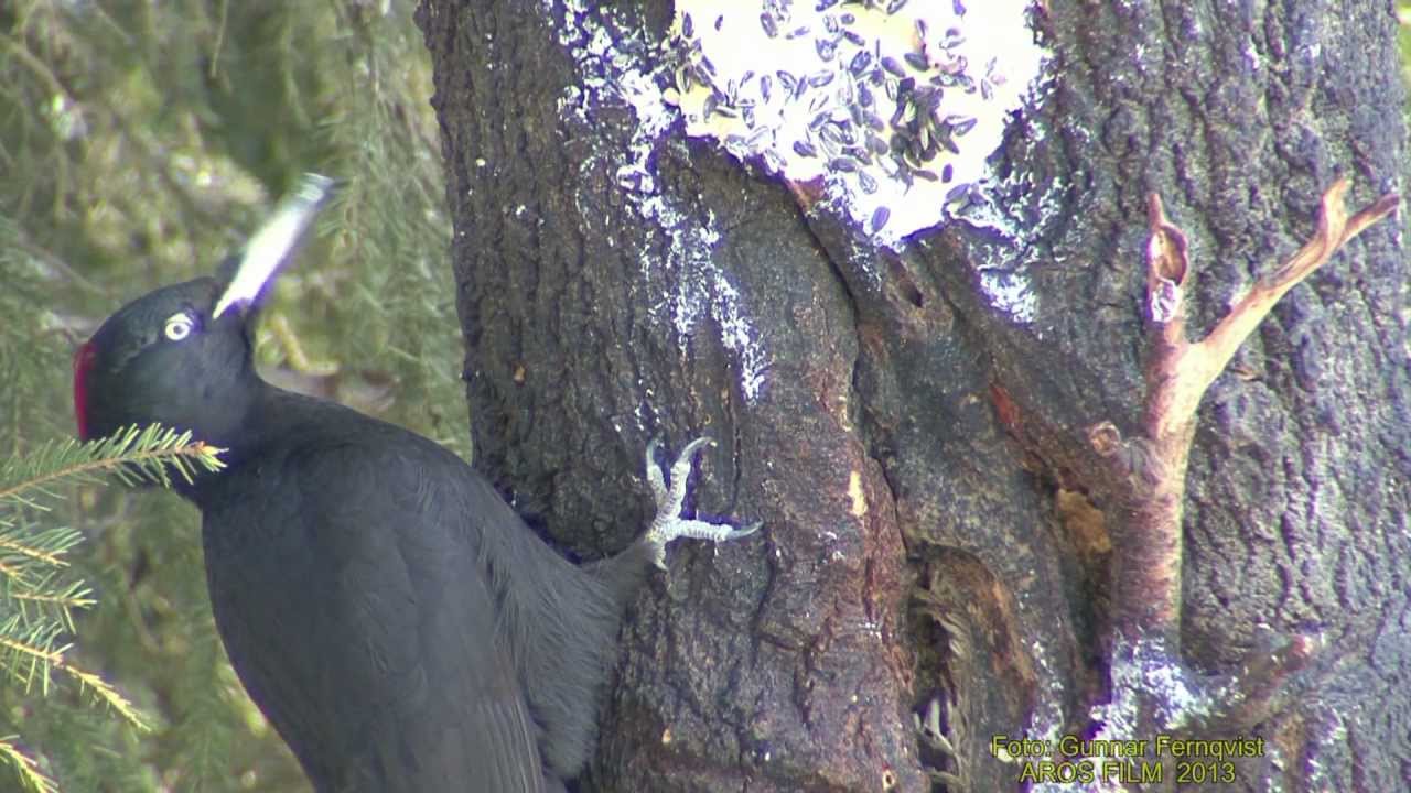 SPILLKR&Aring;KA  Black Woodpecker  (Dryocopus martius)  Klipp - 1121