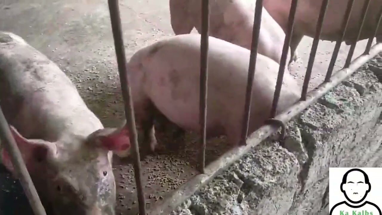 Apat na buwan lang  pangbenta na abot na 100kg o mahigit pa