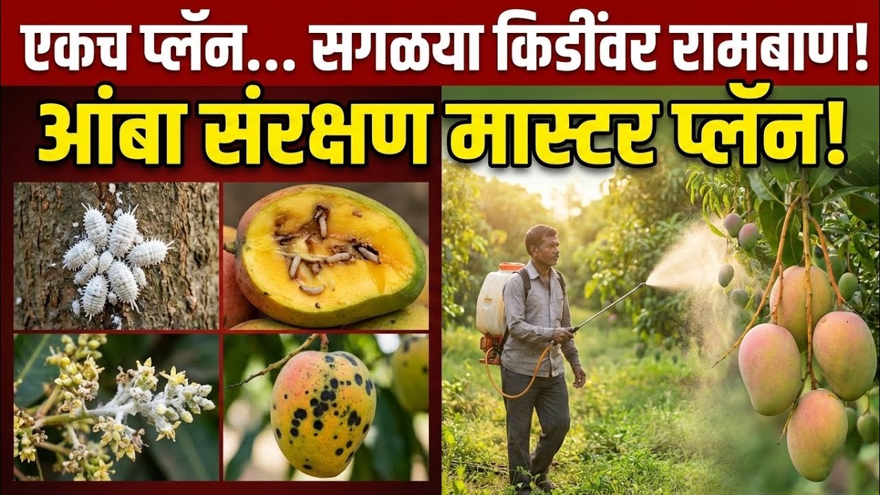 आताच ही फवारणी करा नाहीतर नुकसान ठरलेलं!आंबा फळगळ थांबवा! उत्पादन दुप्पट करा mango spray, fruit drop