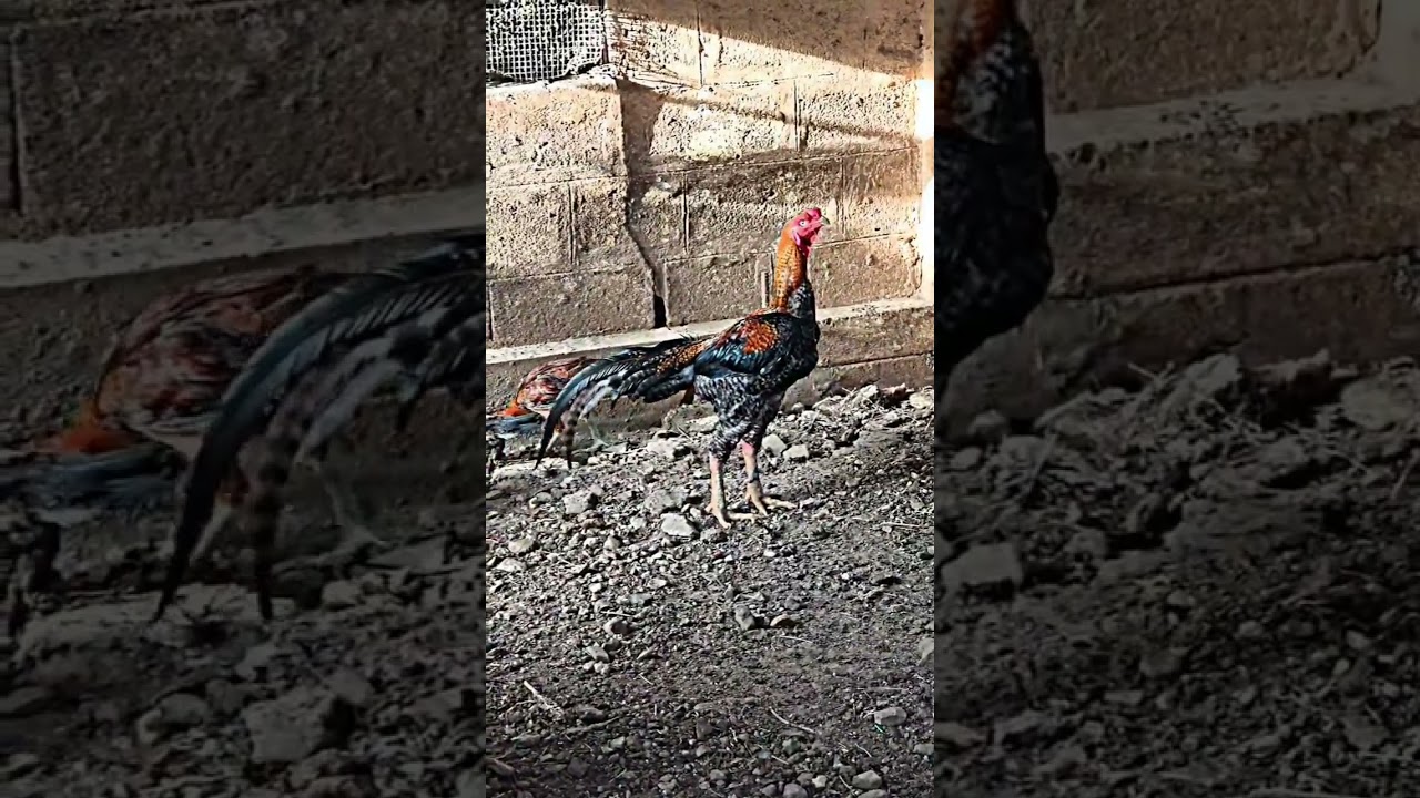 செங்கீரி சேவல் கம்பீரம் 🔥🐓 | Seng Keeri Seval | #shorts #nammav2life #sandaiseval #tamilshorts