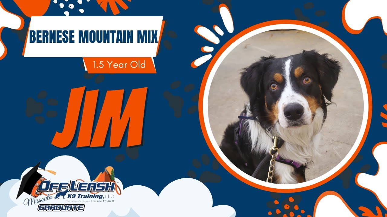 Jim - 1.5 Yr Old Bernese Mountain Mix Best of Missoula Dog Trainers Off Leash K9 Training Missoula