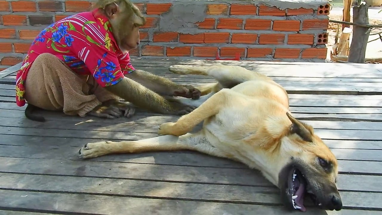 SokYaa Helps Dog Relax &ndash; Sweet Monkey Friendship